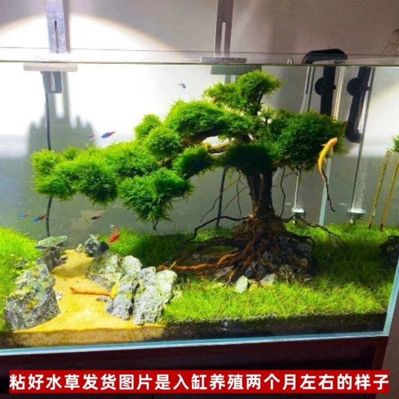 Professional Eco-Friendly Wood - Resin Art And Wood ulasan dan harga