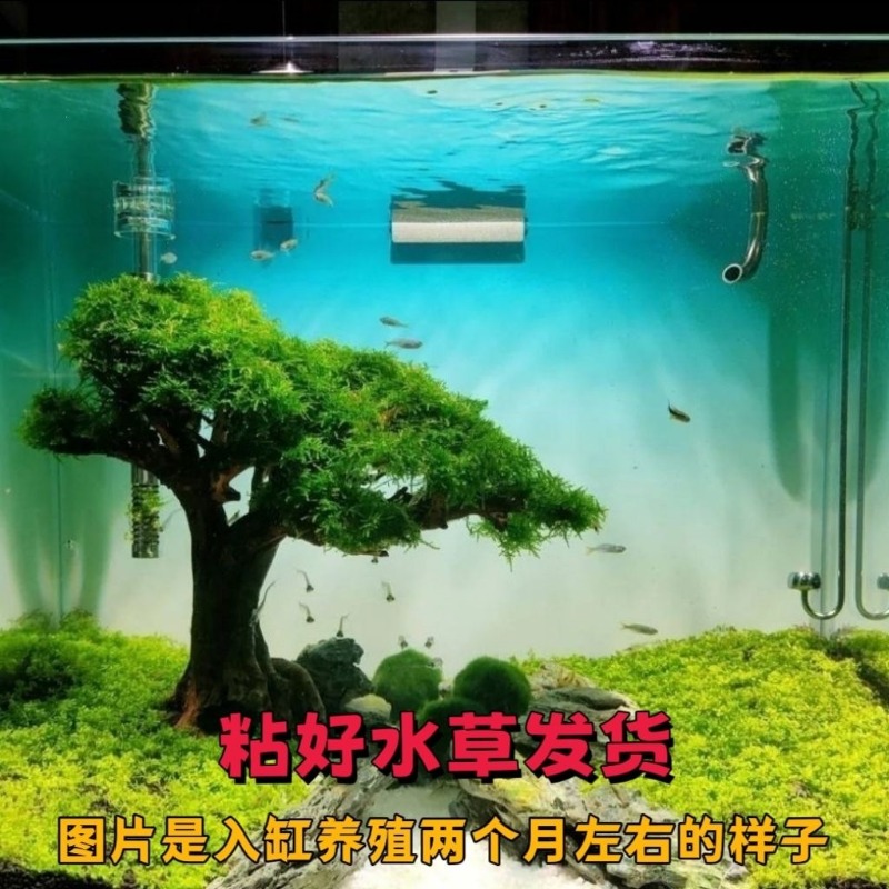 Professional Eco-Friendly Wood - Resin Art And Wood ulasan dan harga