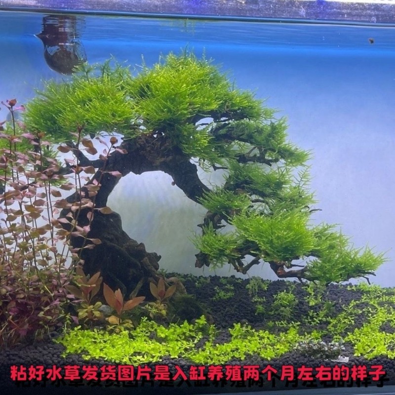 Professional Eco-Friendly Wood - Resin Art And Wood ulasan dan harga